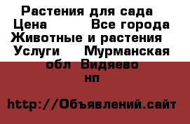 Растения для сада › Цена ­ 200 - Все города Животные и растения » Услуги   . Мурманская обл.,Видяево нп